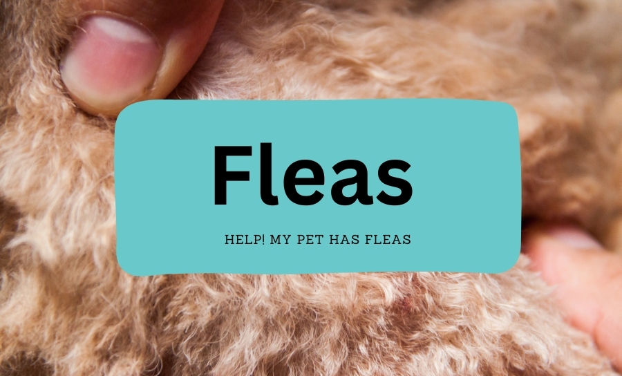 Fleas