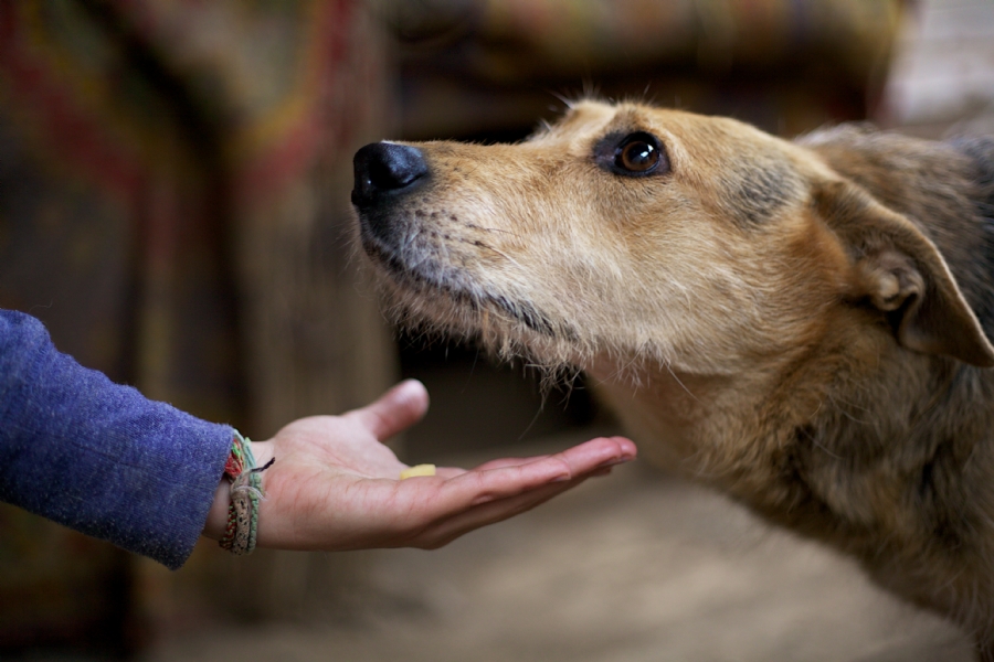 Fined and Forgotten: The Cost of Out-of-Date Pet Microchips